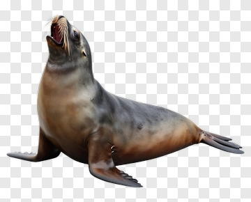 Realistic Sea Lion PNG