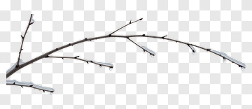 Tree Branch With Ice PNG