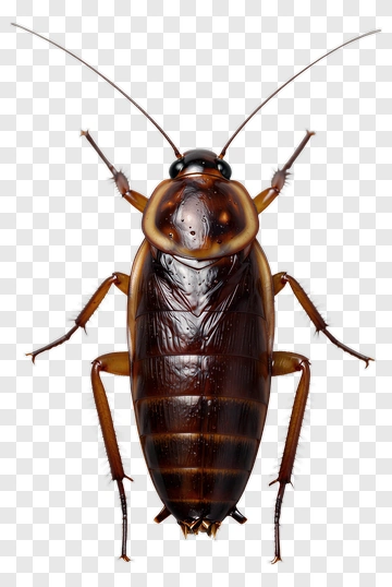 Cockroach With Detailed Features PNG