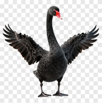 Black Swan Spreading Its Wings PNG