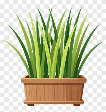 Colorful Potted Grass PNG