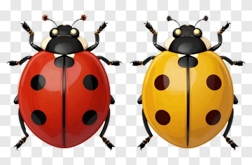Cartoon Ladybug Pair With Red And Yellow Colors PNG