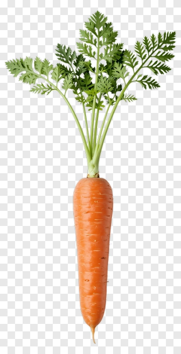 Fresh Carrot With Green Leaves PNG