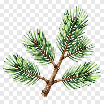 Pine Tree Branch With Green Needles PNG