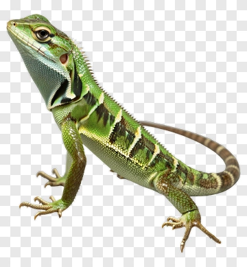 Green Lizard PNG