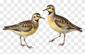 Two Birds Standing Together PNG