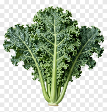 Fresh Kale Bunch PNG