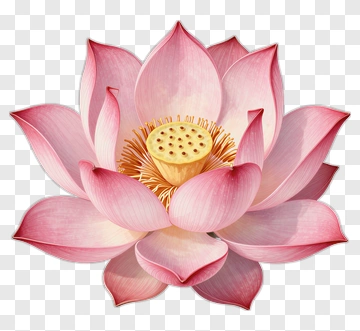 Pink Lotus Flower PNG