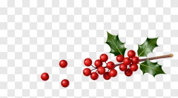 Holly Branch With Red Berries PNG