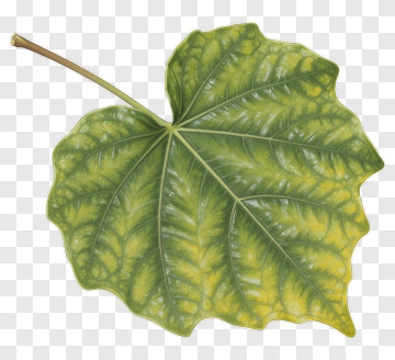 Green Leaf PNG