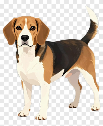 Beagle Dog PNG