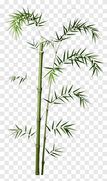 Bamboo Plant With Green Leaves PNG