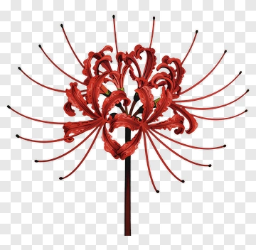 Red Spider Lily PNG