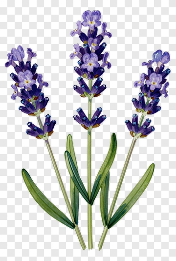 Lavender Flower Bouquet PNG