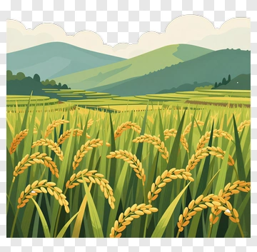 Golden Rice Field In A Mountain Landscape PNG