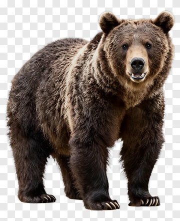 Realistic Brown Bear PNG