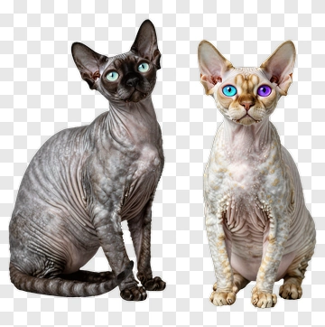 Sphynx Cats Sitting Together PNG