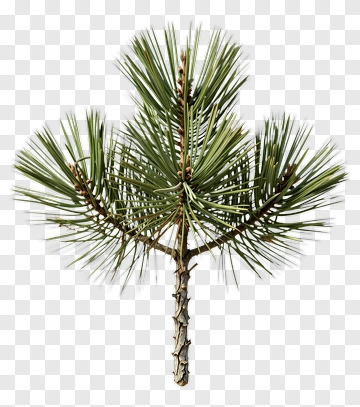 Pine Tree PNG