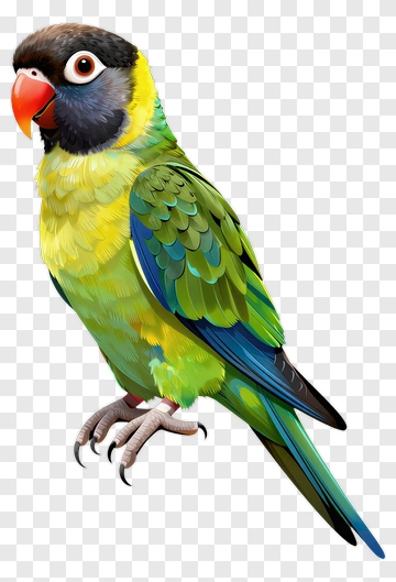 Colorful Parrot PNG