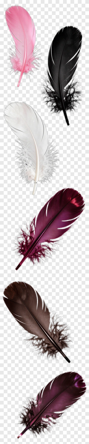 Colorful Feathers Collection PNG
