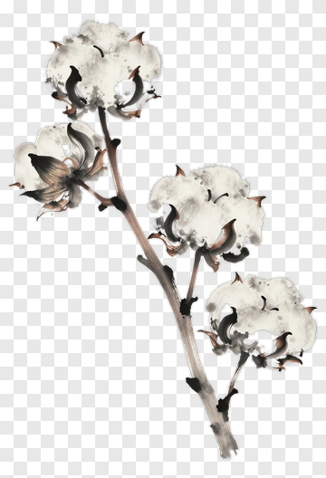 Cotton Plant Branch With Flowers PNG