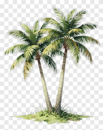 Palm Trees In A Tropical Setting PNG