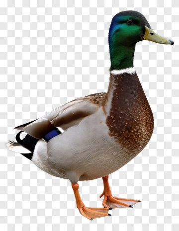 Mallard Duck Standing PNG