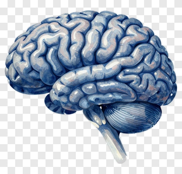 Realistic Brain Illustration PNG