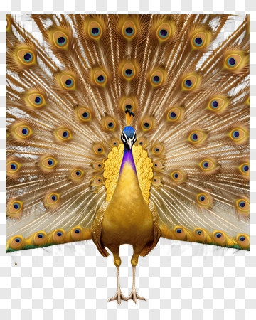 Colorful Peacock Displaying Its Feathers PNG