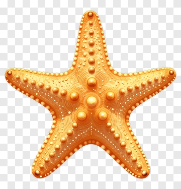 Orange Starfish PNG