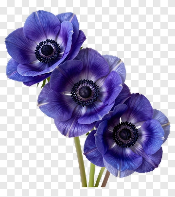 Purple Anemone Flower Bouquet PNG