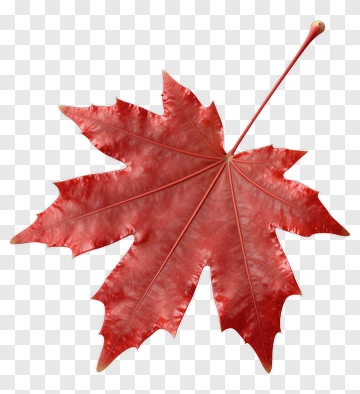 Red Maple Leaf PNG