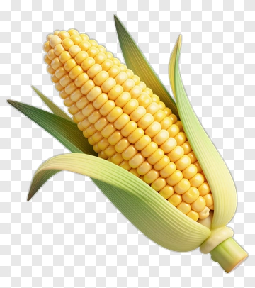 Realistic Corn On The Cob PNG