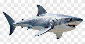 Realistic Great White Shark PNG