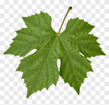 Green Maple Leaf PNG