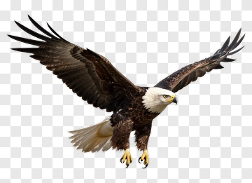 Bald Eagle In Flight PNG