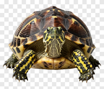 Tortoise With Detailed Shell Patterns PNG