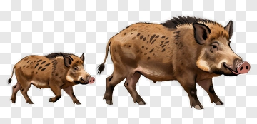 Wild Boar And Piglet PNG