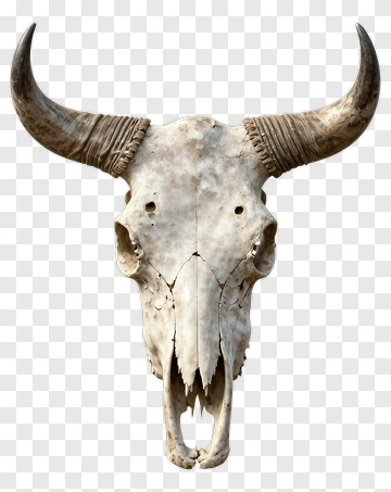 Buffalo Skull With Horns PNG