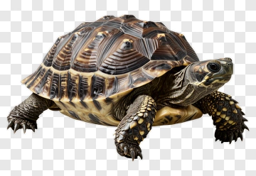 Realistic Turtle PNG