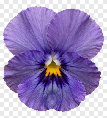 Purple Pansy Flower PNG