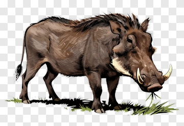 Wild Boar Standing On Grass PNG