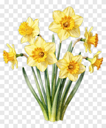 Yellow Daffodil Flower Bouquet PNG