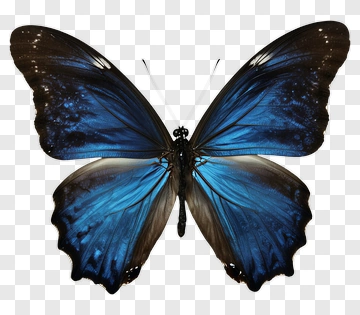 Blue Butterfly PNG