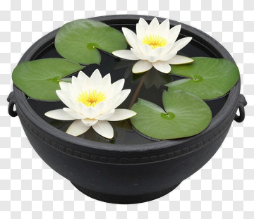 Lotus Flowers In A Black Bowl PNG