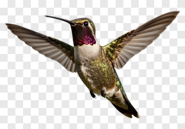 Hummingbird In Flight PNG