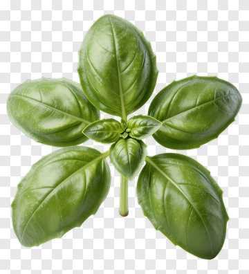 Fresh Basil Leaves PNG