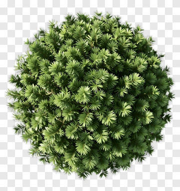 Green Pine Tree PNG