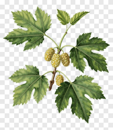 Fig Tree Branch With Leaves And Fruit PNG