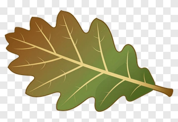 Green Oak Leaf PNG